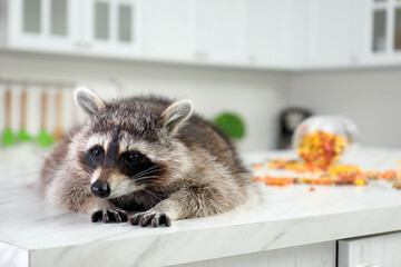 Cute raccoon lying on table in kitchen