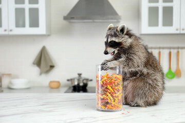 Cute raccoon with jar of uncooked pasta on kitchen table, space for text © New Africa