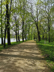 A deserted road with benches among the trees, running along the river bank, on a sunny spring morning in a park on Elagin Island in St. Petersburg.