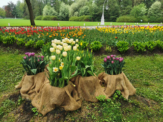 Flower beds made of burlap with lilac and yellow tulips, a large flower bed with colorful tulips in...
