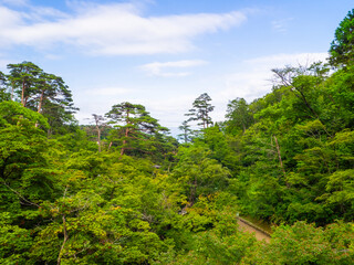 Fototapeta na wymiar Japanese maple trees with fresh green leaves and pine trees in a park (Yahiko park, Yahiko, Niigata, Japan)