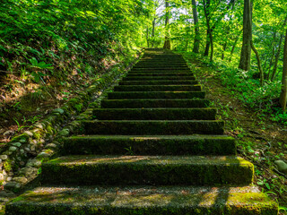 Mossy steps approaching to the top of hill in a park (Yahiko park, Yahiko, Niigata, Japan)