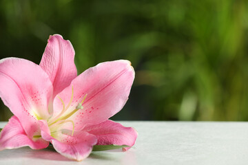 Obraz na płótnie Canvas Beautiful pink lily flower on white table against blurred green background. Space for text