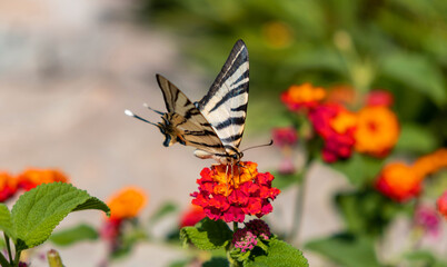 Butterfly on lantana red orange color flowers background