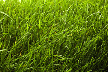Beautiful lush green grass as background, closeup