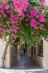 Bougainvillea blooming magenta color flowers, Nafplio Old town, Greece,