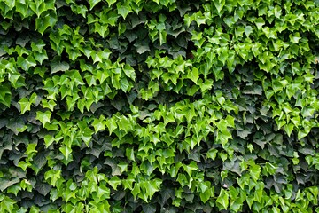 Green ivy-covered wall of a cottage... Background image.