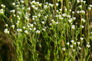 Erigeron annuus, annual fleabane white flowers selective focus
