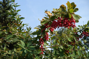 Sky and branch of Berberis vulgaris with red berries in September