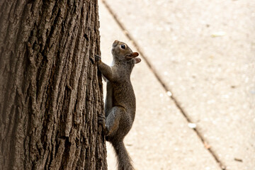 Squirrel up a tree