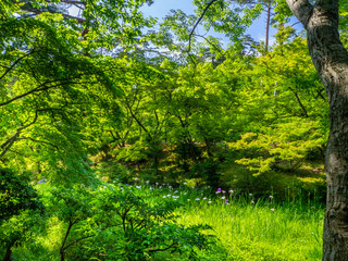 Fototapeta na wymiar Japanese iris blooming between Japanese maple trees with fresh green leaves in a park (Yahiko park, Yahiko, Niigata, Japan)