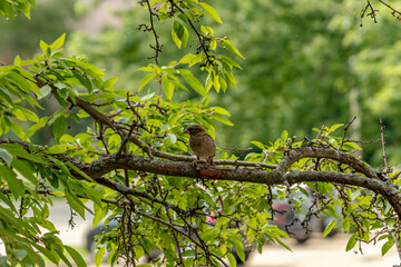 Sparrow profile in a tree
