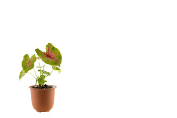 Close up Caladium pink and green leaves in a pot isolated on white background.