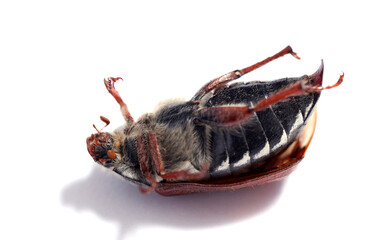 Cockchafer scarab beetle insect extinction