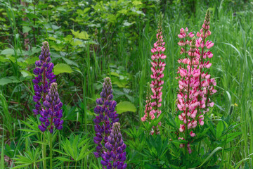Pink and purple lupins in a clearing against the backdrop of deciduous trees on a sunny summer day. Wild lupins in nature. Tall wildflowers with bright colors. Selective focus. Natural background