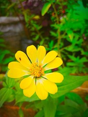 close up of yellow flower in the garden