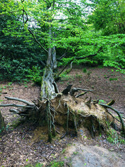 Storm damage. Fallen tree after a storm. Storm damage causes a large mature tree to be broken and fell on the ground.