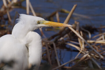 水辺のシラサギ
