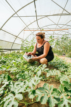 Farmer with tablet against green plants in hothouse
