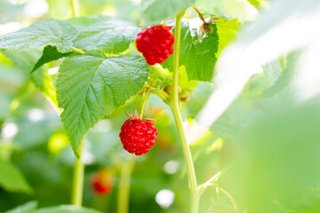 A beautiful bush of juicy and ripe raspberries