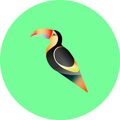 toucan bird