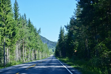 road in the forest