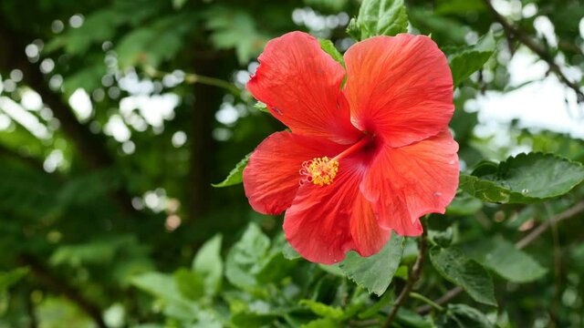Closeup  red hibiscus flower in the garden