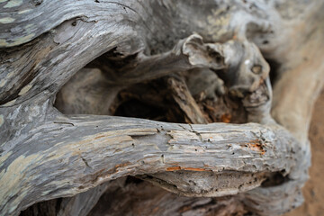 Fototapeta na wymiar A dry fallen tree on the ocean shore
