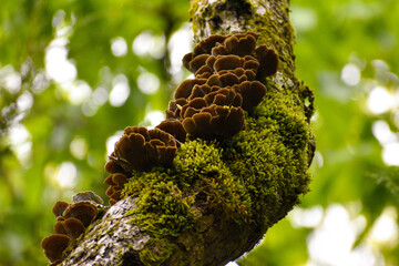 A cluster of mushrooms growing on a mossy tree branch.