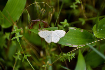 A white moth on a dark green leaf.