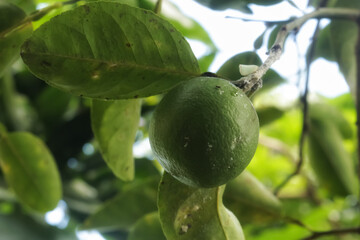 green lime on tree