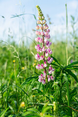 Beautiful lilac lupine in a field on a sunny summer day. Vertical.