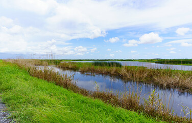 Fototapeta na wymiar The horizon over land seen from the Cameron Prairie National Wildlife Refuge, a wild beautiful place to see wildlife and native Louisiana wild plants and grasses