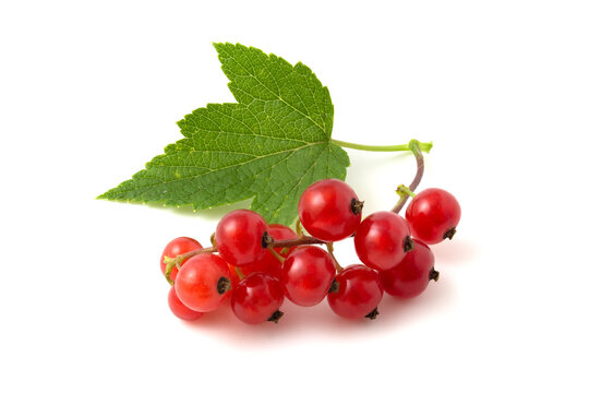 Close up of red currant isolated on white background.