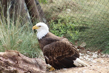 american bald eagle on the fence