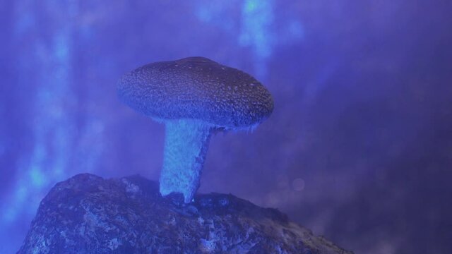 Shiitake Lentinula edodes  mushroom cultivation farming in hydroponics tent,  wet cold steam Humidification process. Closeup