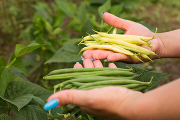 Yellow green beans in hand. Growing long chinese beans.