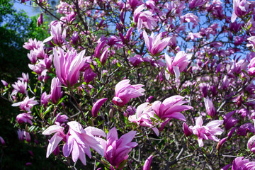 Purple magnolia and flower buds blooming in spring. Magnolia liliflora. Pink flowers on tree branch. Bloossom background.
