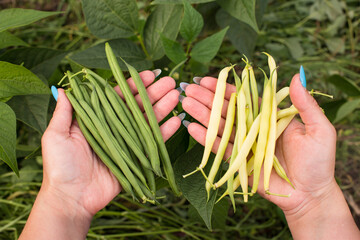 Growing yellow and green long beans. Harvesting fresh long beans.