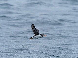 Puffin in the North Sea
