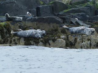 Grey seals in the Farne Islands