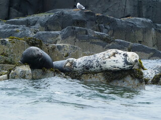 Grey seals in the Farne Islands