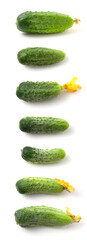 Collection of young green cucumbers isolated on white background. Set of several photos of fresh gherkin.
