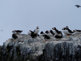 Puffins nesting in the Farne Islands