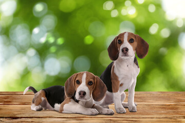 Cute Beagle puppies on wooden surface outdoors, bokeh effect. Adorable pets