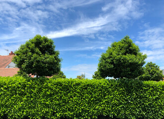 Grown trees and hedge with blue sky background