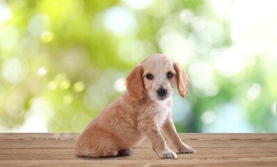 Cute English Cocker Spaniel puppy on wooden surface outdoors, bokeh effect. Adorable pets