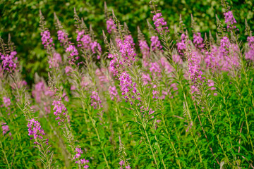 flowers in the field