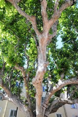 Fréjus (Midi de la France)