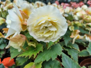 Begonia 'Sweet Spice Citrus'